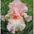 Iris germanica ´Beverly Sills´