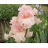 Iris germanica ´Beverly Sills´