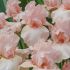 Iris germanica ´Beverly Sills´
