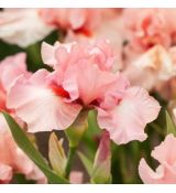 Iris germanica ´Beverly Sills´