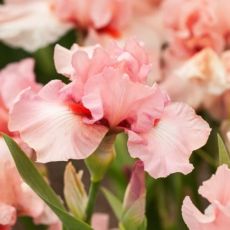 Iris germanica ´Beverly Sills´