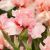 Iris germanica ´Beverly Sills´