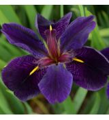 Iris x louisiana ´Black Gamecock´