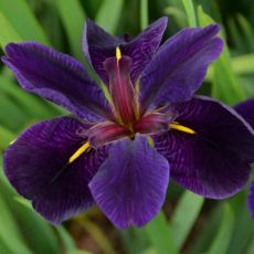 Iris x louisiana ´Black Gamecock´