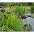 Iris x louisiana ´Black Gamecock´