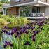 Iris x louisiana ´Black Gamecock´