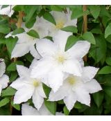 Clematis ´Madame Le Coultre´