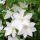 Clematis ´Madame Le Coultre´