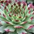 Sempervivum ´Chick Charms Mint Marvel´