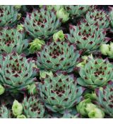 Sempervivum ´Chick Charms Mint Marvel´