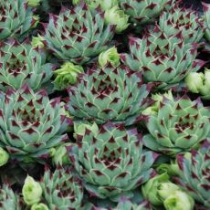 Sempervivum ´Chick Charms Mint Marvel´