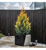 Chamaecyparis Lawsoniana ´Yvonne´