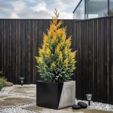 Chamaecyparis Lawsoniana ´Yvonne´