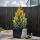 Chamaecyparis Lawsoniana ´Yvonne´
