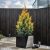 Chamaecyparis Lawsoniana ´Yvonne´