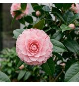 Camellia japonica ´Professor Filippo Parlatore´