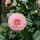 Camellia japonica ´Professor Filippo Parlatore´