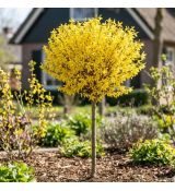 Forsythia x intermedia 'Spectabilis´ na kmienku