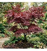 Acer palmatum ´Bloodgood´