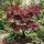 Acer palmatum ´Bloodgood´