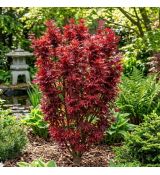 Acer palmatum ´Skeeter´s Broom´