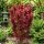 Acer palmatum ´Skeeter´s Broom´