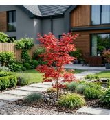 Acer palmatum ´Deshoio´