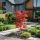 Acer palmatum ´Deshoio´