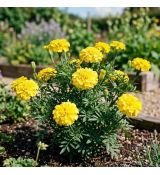 Tagetes patula ´King Yellow´