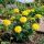 Tagetes patula ´King Yellow´
