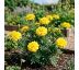 Tagetes patula ´King Yellow´ 9x9 / 0,5L