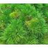 Pinus nigra ´Brepo´