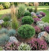 Pinus nigra ´Brepo´
