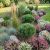 Pinus nigra ´Brepo´