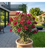 Nerium oleander ´Italia´