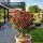 Nerium oleander ´Italia´
