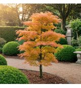 Acer palmatum ´Katsura´