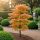 Acer palmatum ´Katsura´