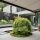 Acer palmatum dissectum ´Emerald Lace´
