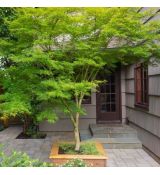 Acer palmatum var. dissectum 'Seiryu'