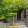 Acer palmatum var. dissectum 'Seiryu'