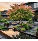 Acer palmatum ´Phoenix´