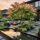 Acer palmatum ´Phoenix´