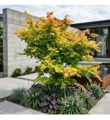 Acer palmatum ´Orange Dream´