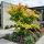 Acer palmatum ´Orange Dream´