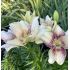 Lilium ´Easy Spot´