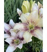 Lilium ´Easy Spot´