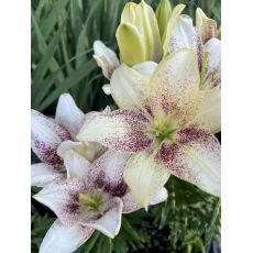 Lilium ´Easy Spot´