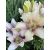 Lilium ´Easy Spot´