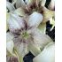 Lilium ´Easy Spot´